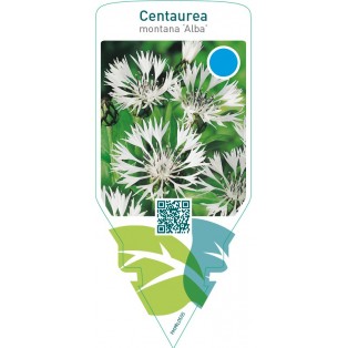 Centaurea montana ‘Alba’