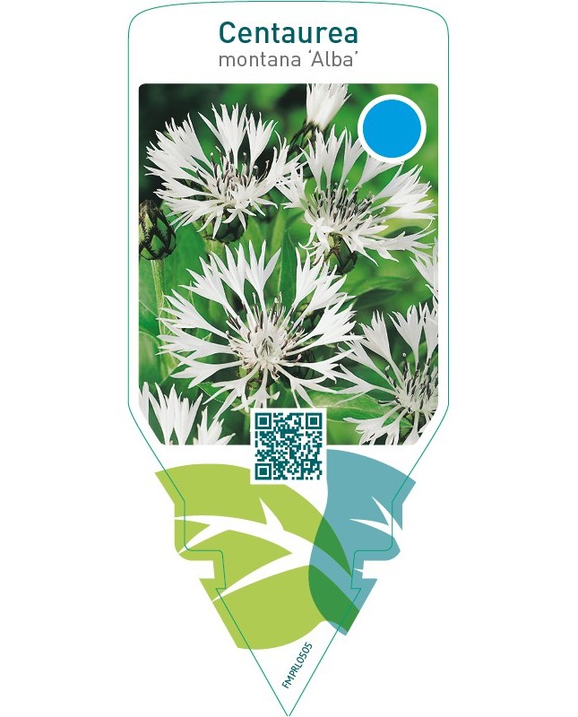 Centaurea montana ‘Alba’