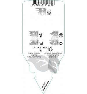 Etichette di Centaurea montana ‘Alba’ *