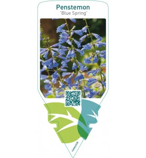 Penstemon ‘Blue Spring’
