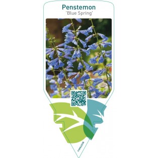 Penstemon ‘Blue Spring’