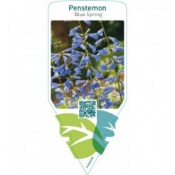 Penstemon ‘Blue Spring’