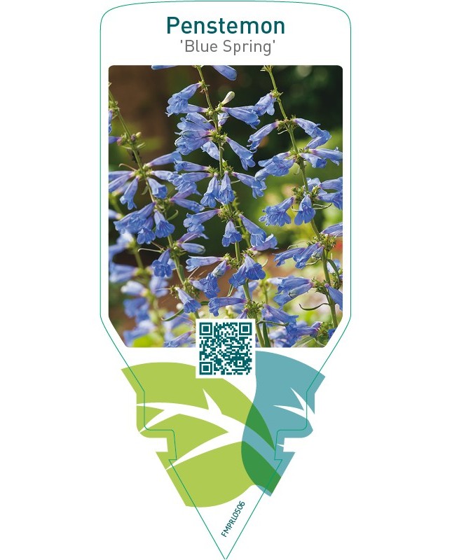 Penstemon ‘Blue Spring’