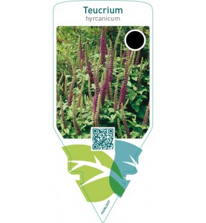 Teucrium hyrcanicum