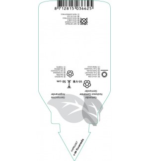 Etichette di Teucrium hyrcanicum *