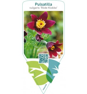 Pulsatilla vulgaris ‘Röde Klokke’