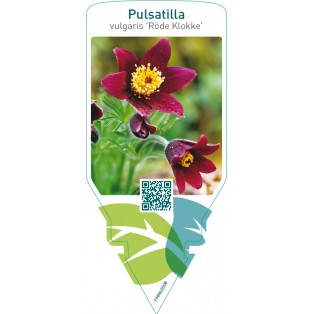 Pulsatilla vulgaris ‘Röde Klokke’