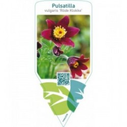 Pulsatilla vulgaris ‘Röde Klokke’