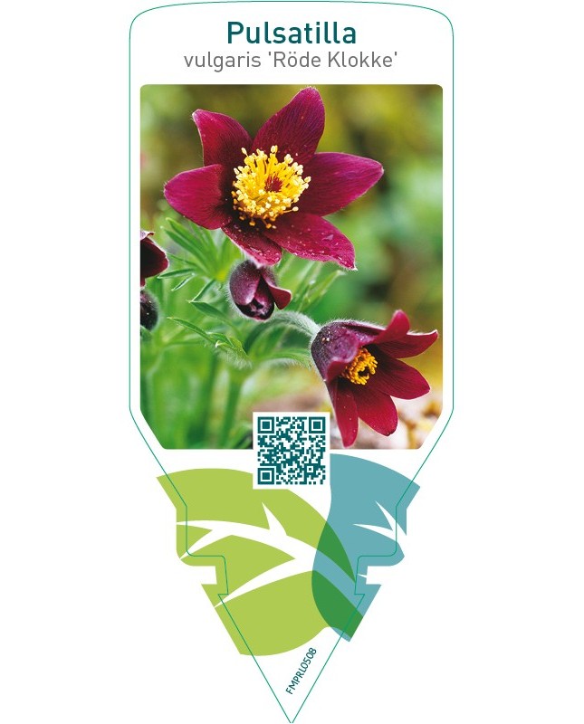 Pulsatilla vulgaris ‘Röde Klokke’