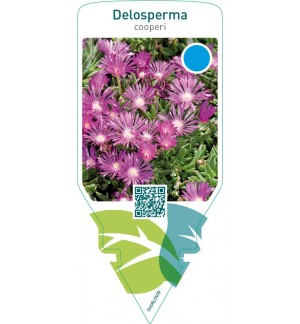 Delosperma cooperi