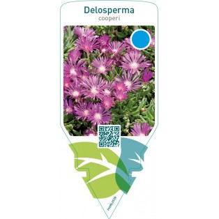 Delosperma cooperi