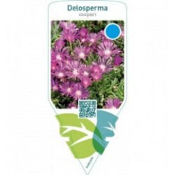 Delosperma cooperi