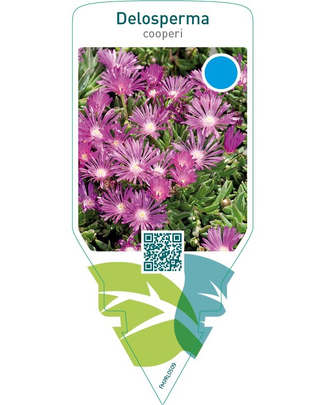 Delosperma cooperi