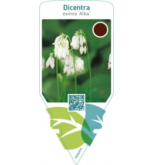 Dicentra eximia ‘Alba’