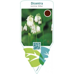 Dicentra eximia ‘Alba’