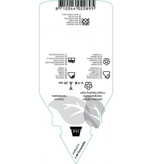 Etichette di Dicentra eximia ‘Alba’ *