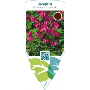 Dicentra formosa ‘Luxuriant’