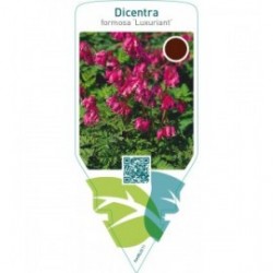 Dicentra formosa ‘Luxuriant’