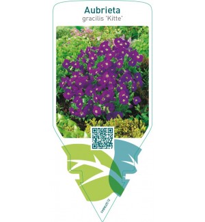 Aubrieta gracilis ‘Kitte’