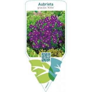 Aubrieta gracilis ‘Kitte’