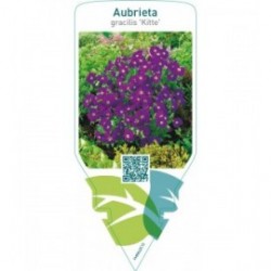 Aubrieta gracilis ‘Kitte’