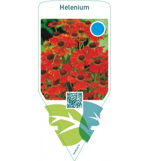 Helenium  auburn