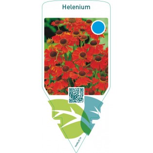 Helenium  auburn