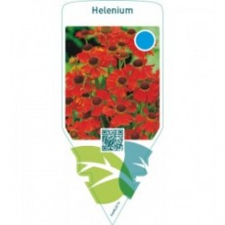 Helenium  auburn