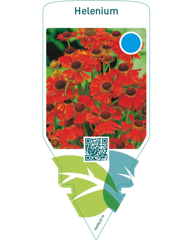Helenium  auburn