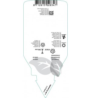 Etichette di Helenium  auburn *