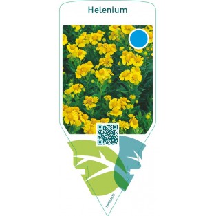 Helenium  yellow