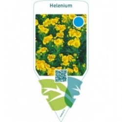 Helenium  yellow