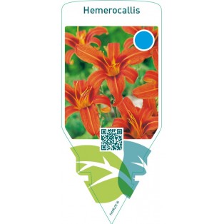 Hemerocallis  orange-brown