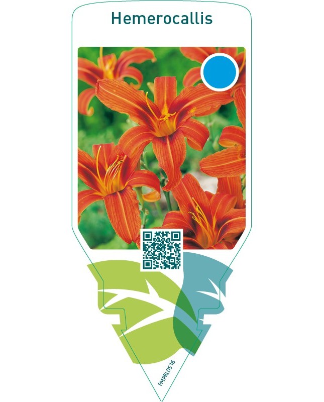 Hemerocallis  orange-brown