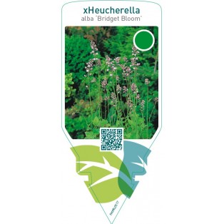 Heucherella alba ‘Bridget Bloom’