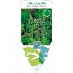 Heucherella alba ‘Bridget Bloom’