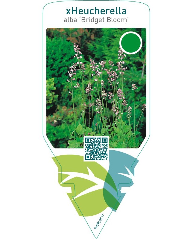 Heucherella alba ‘Bridget Bloom’