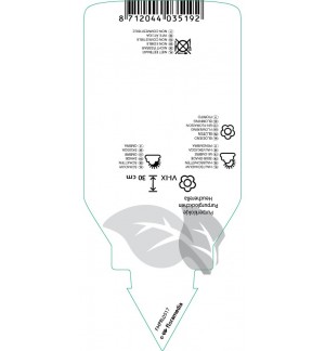 Etichette di Heucherella alba ‘Bridget Bloom’ *