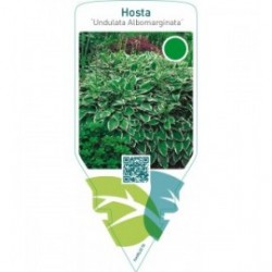 Hosta ‘Undulata Albomarginata’