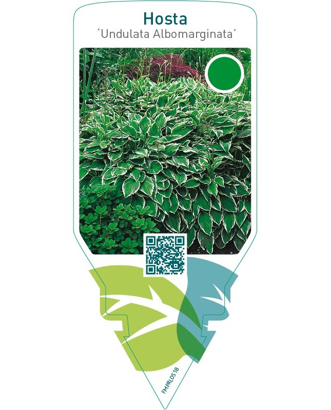 Hosta ‘Undulata Albomarginata’