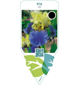 Iris (G)  yellow-blue