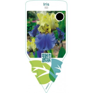 Iris (G)  yellow-blue