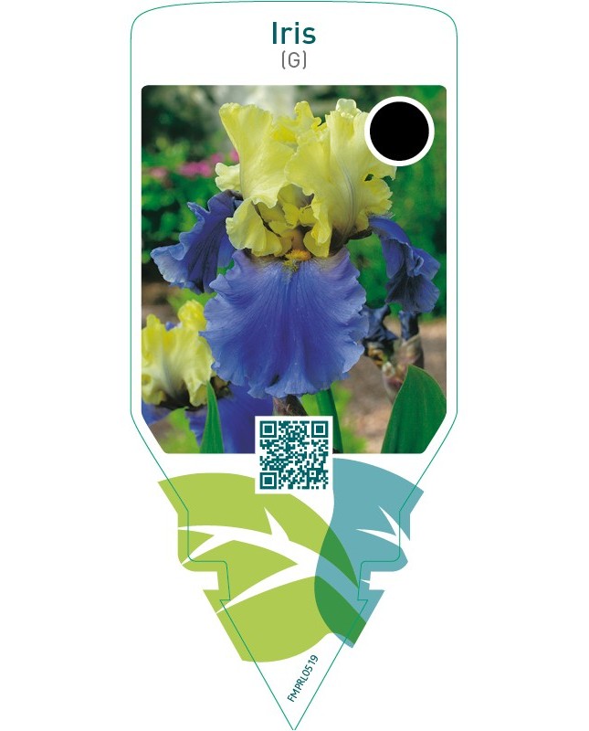 Iris (G)  yellow-blue