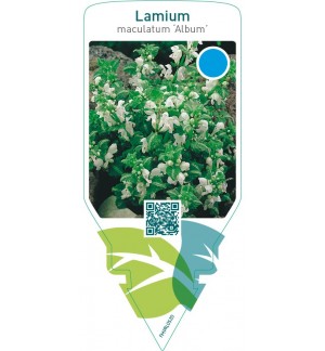 Lamium maculatum ‘Album’