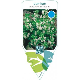 Lamium maculatum ‘Album’