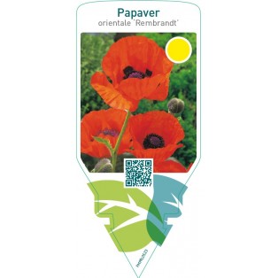 Papaver orientale ‘Rembrandt’