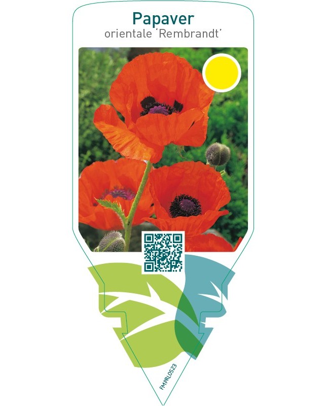 Papaver orientale ‘Rembrandt’