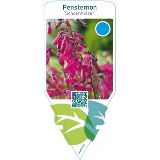 Penstemon ‘Schönholzeri’