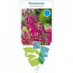 Penstemon ‘Schönholzeri’