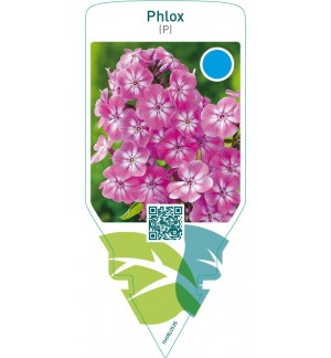 Phlox (P)  pink-white eye